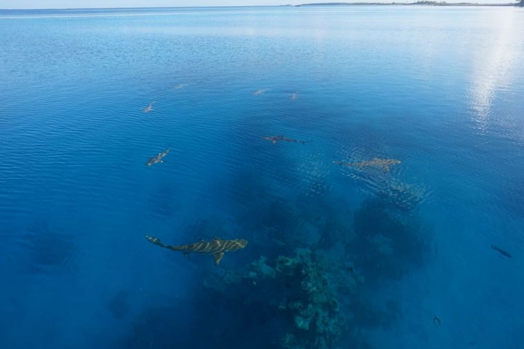 Navigation in Atollen und Korallenriffen - Radio Pelicano Segelyacht INTI