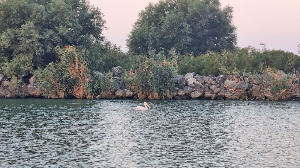 radiopelicano_schwarzes_meer_pelican